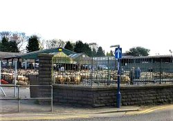 Cattle Market1 (2)